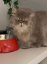 Lola (1)